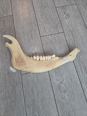 #ad #ad One Bison Jaw Bone American Buffalo With Teeth $20.00