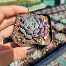 Sedeveria 'Blue Elf' Succulent Plant
