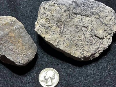 Devonian: tentaculite & coral near Howe's Cavern New York see below