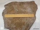 Natural Crinoid Fossils Death Bed Cluster Slab Orodovician - Arkansas 19lb #3 — photo 7