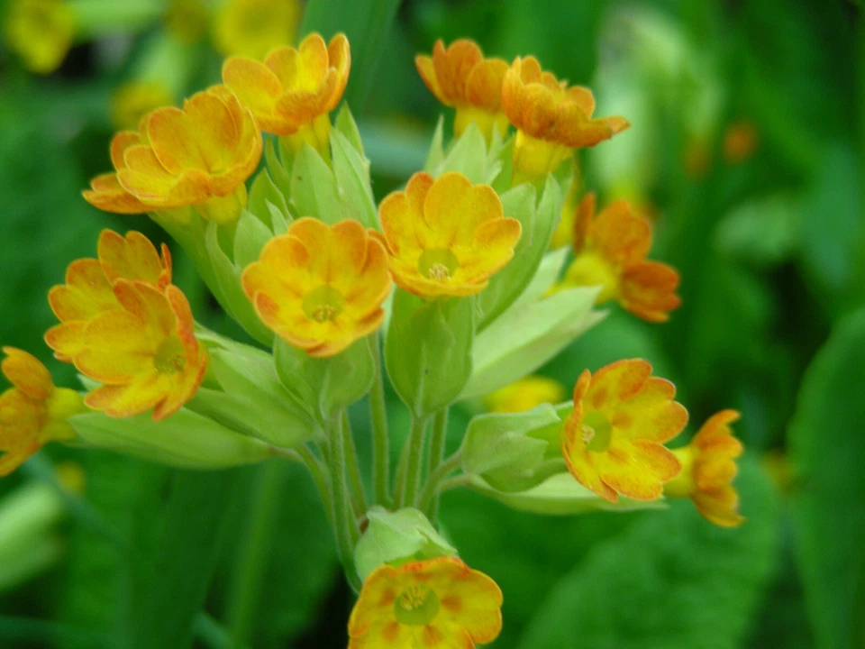 Primula Veris & hyb : 50 Seeds : Cowslip Primrose : Yellow, Red, Orange - Image 2 of 4