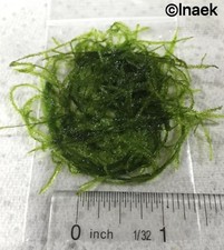 TWO Portions 1x1" Java Moss - Live Aquarium Fish Plants Xmas Fern Anubias Shrimp