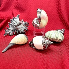 VINTAGE RUZZETTI AND GOW SILVER COATED SEA SHELLS -  5 AVAILABLE