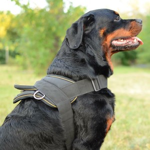 rottweiler harness
