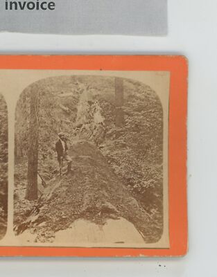 Hercules Prostrate Mammoth Tree CA California Stereoview c1880