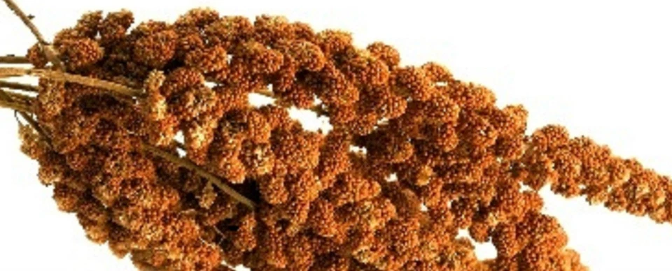 TIERMENÜ-WEISS Weiß-Premium 2 kg ROTE KOLBENHIRSE Premium Qualität handverlesen