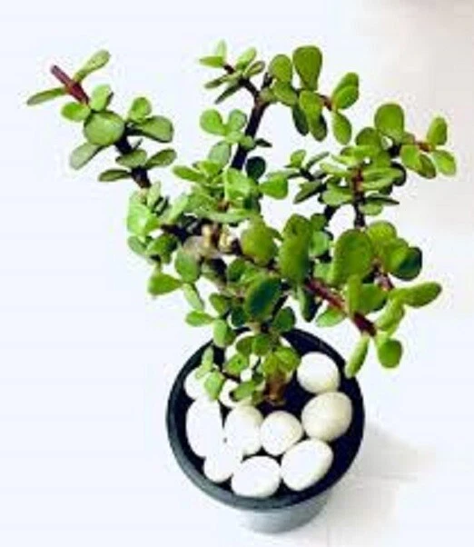 Crassula Ovata Croby's Compact Jade Plant: 1- Live,  Succulent + Bonus - Image 2 of 3