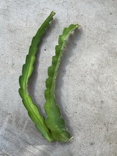 2 Dragon Fruit Cuttings 15  White Flesh Pitaya Cactus Cuttings No Root