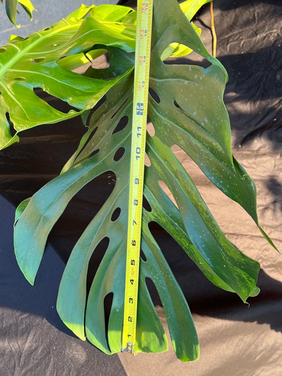 HUGE 10-leaf VARIEGATED Monstera AUREA Golden mint Variegation Green on  Green | eBay