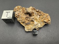 Ptychodus whipplei Shark Tooth in Matrix - Carlile Formation of South Dakota