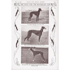 COURSING Dogs at the Waterloo Cup - Antique Print 1903