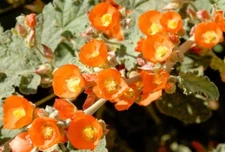 Sphaeralcea ambigua | Globe Desert Mallow | 100_Seeds
