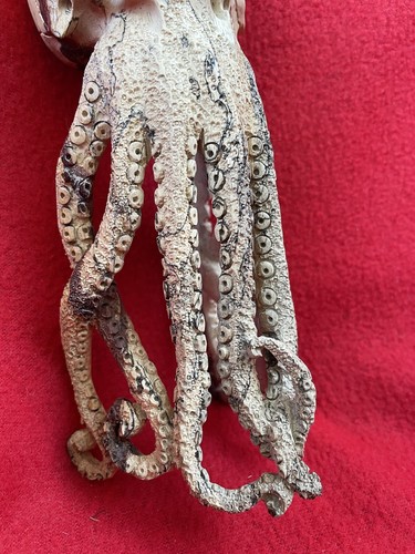 Magnífico chamán pulpo con cabeza de cráneo tallado de otro mundo tallado de Bali - Imagen 13 de 23