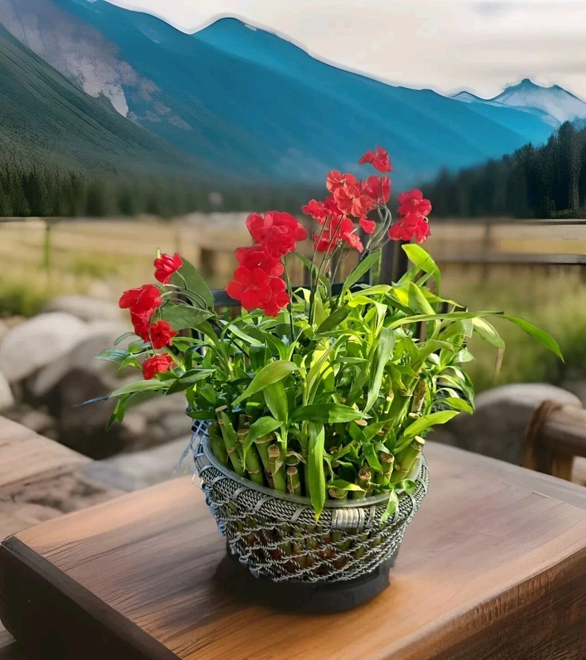 Plantas de bambú de la suerte de 4" 6" 8" - 3 tallos, Feng Shui, REGALO Foto 4 de 4