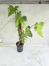 Variegated Radiatum Philodendron  Climbing - Live Potted Houseplant, Moss