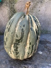 Striped Long Gray Pumpkin pepita Heirloom Very Rare 10 Non GMO Seeds