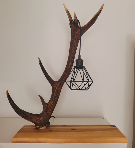 Lampe aus Hirschgeweih E27 Fassung Abwurfstange Geweih Lampe Geweihlampe - Bild 8 von 8
