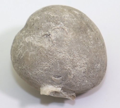Riccio di mare, Holaster subglobosus, gesso, Cenoman, Le Havre, Francia -i118 - Foto 2 di 7