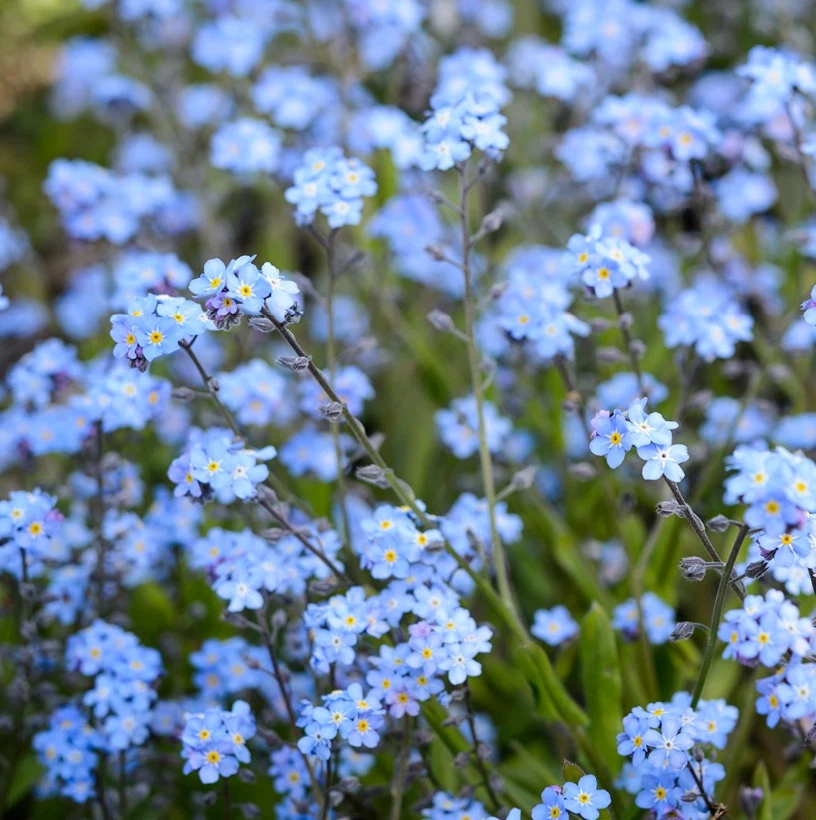 CHEEKYSPROUT Forget Me Not Seeds Wild Flower Meadow Funeral Myosatis Arvensis 100g