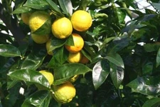 Citrus jambhiri aka taitensis ROUGH LEMON Tree SEEDS!