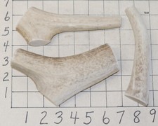 3 Elk Antler Dog Chew Treats Crafts
