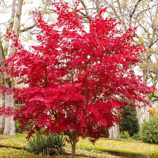 Acer Palmatum Atropurpureum Roter Facherahorn Ahorn Gunstig Kaufen Ebay
