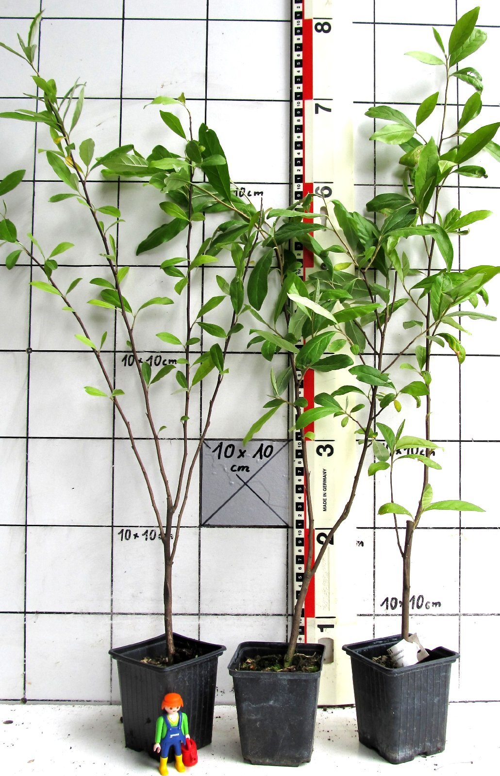 Eleagnus umbellata - Korallen - Ölweide, essb. Früchte