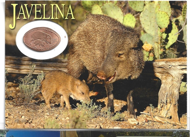Laminated Card featuring Elongated Penny - JAVELINA