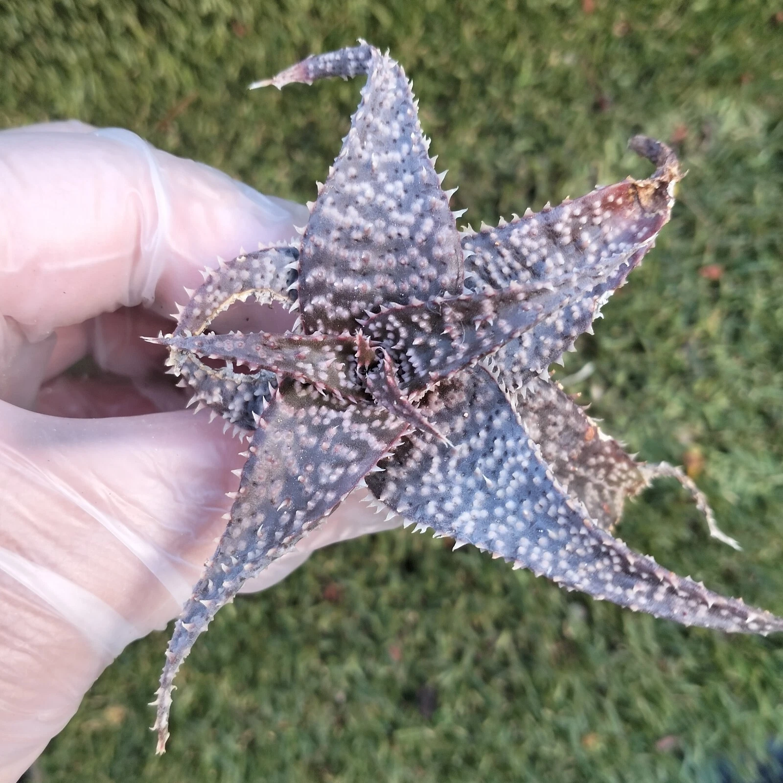 haworthia Rare plant one pup Rooted Succulent
Opens in a new window or tab