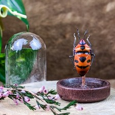 Black Red Beetle insect bug taxidermy specimen Preserved Entomology