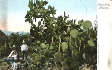 Men Standing in a Field of Nopalera Cactus in Mexico 1914 Postcard