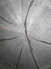 Oak End Grain Wood Slice Black Square CDF 430X430X20Mm