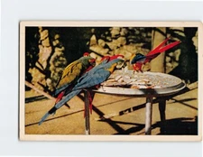 Postcard Macaws, San Diego Zoo, San Diego, California