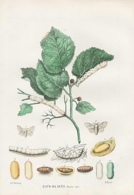 Bombyx mori Seidenraupe silk Insekten insects Lithographie litho Boschi 1863-79