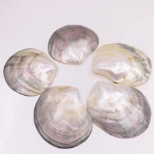 5 PCS 60mm-70mm  Shell Natural Mother of Pearl No Hole Collectibles