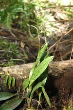 Orchid Rare maculata(African Spotted Orchid) Terrestrial Orchid ,Bare Root 