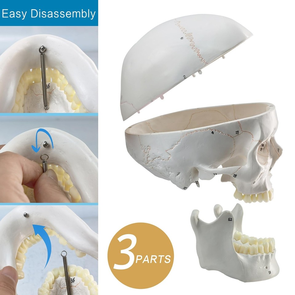 Numbered Human Skull Anatomical Model, 3 Parts LifeSize Human Skull