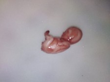 Horror movie prop silicone fetus human baby g...