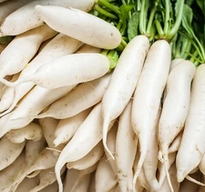 Japanese Daikon Radish Seeds for Planting - 100 Heirloom Non GMO Seeds