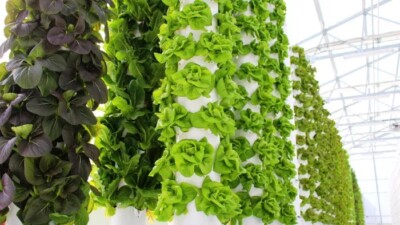 10 Vertical Hydroponic Towers available.  44 Plants Each - Full Systems