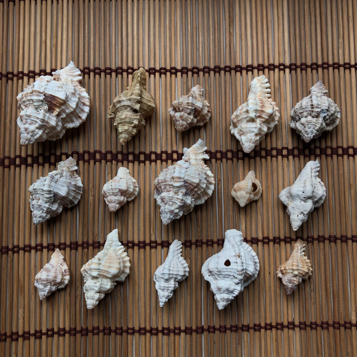 Apple seashell sale