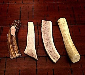 antler for dogs