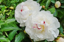 1 Festiva Maxima Double Peony Live Perennial White Flower Root Bulb