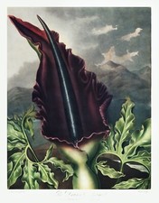 The Dragon Arum The Temple of Flora by Robert John