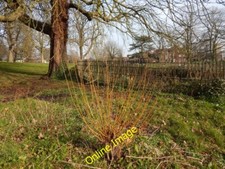 Photo 6x4 Willow tree in Christchurch Park Ipswich The fence on the right c2014