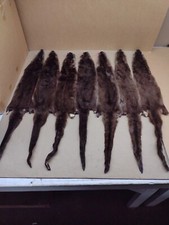 Tanned North American XL #1 Brown River Otter, Lontra canadensis, soft fur, pelt