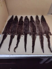 Tanned North American XL #1 Brown River Otter, Lontra canadensis, soft fur, pelt