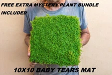 10X10 Dwarf Baby tears Hemianthus Callitrichoides cuba mat aquarium planted tank