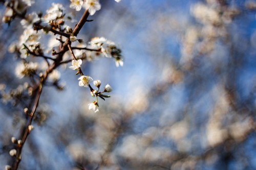 PENTACON AUTO 1.8/50 *TOP* Primoplan \ Pancolar bubble effect CLA Oreston Type - Picture 16 of 20