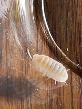 Dairy Cow Isopods 25 Count And 2 Cubaris Glacier With Springtails.